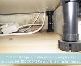 Pelėsio naikinimas-šalinimas Vilniuje ir Kaune. Priežaščių likvidavimas. Darbus atliekame visoje Lietuvoje! Tel.: +37060651043 