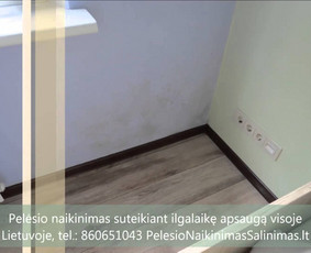 Pelėsio naikinimas-šalinimas Vilniuje ir Kaune. Priežaščių likvidavimas. Darbus atliekame visoje Lietuvoje! Tel.: +37060651043 