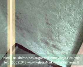 Pelėsio naikinimas-šalinimas Vilniuje ir Kaune. Priežaščių likvidavimas. Darbus atliekame visoje Lietuvoje! Tel.: +37060651043 