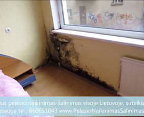 Pelėsio naikinimas-šalinimas Vilniuje ir Kaune. Priežaščių likvidavimas. Darbus atliekame visoje Lietuvoje! Tel.: +37060651043 