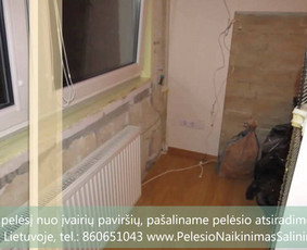Pelėsio naikinimas-šalinimas Vilniuje ir Kaune. Priežaščių likvidavimas. Darbus atliekame visoje Lietuvoje! Tel.: +37060651043 