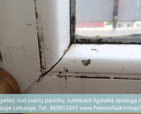 Pelėsio naikinimas-šalinimas Vilniuje ir Kaune. Priežaščių likvidavimas. Darbus atliekame visoje Lietuvoje! Tel.: +37060651043 