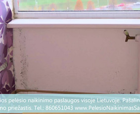 Pelėsio naikinimas-šalinimas Vilniuje ir Kaune. Priežaščių likvidavimas. Darbus atliekame visoje Lietuvoje! Tel.: +37060651043 