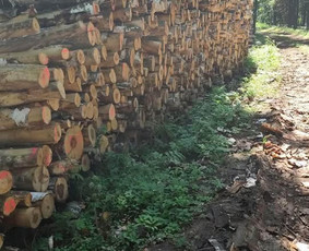 Malkos rąsteliais ir skaldytos. Malkinė mediena. - Malkos: gamyba, pristatymas - 3 Malkos: gamyba, pristatymas - Malkos rąsteliais ir skaldytos. Malkinė mediena. - 3
