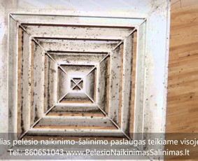 Pelėsio naikinimas-šalinimas Vilniuje ir Kaune. Priežaščių likvidavimas. Darbus atliekame visoje Lietuvoje! Tel.: +37060651043 