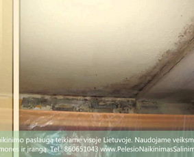 Pelėsio naikinimas-šalinimas Vilniuje ir Kaune. Priežaščių likvidavimas. Darbus atliekame visoje Lietuvoje! Tel.: +37060651043 