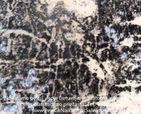 Pelėsio naikinimas-šalinimas nuo sienų, lubų Vilniuje ir Kaune. Priežaščių likvidavimas. Darbus atliekame visoje Lietuvoje! Tel.: +37060651043 