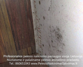 Pelėsio naikinimas-šalinimas Vilniuje ir Kaune. Priežaščių likvidavimas. Darbus atliekame visoje Lietuvoje! Tel.: +37060651043 