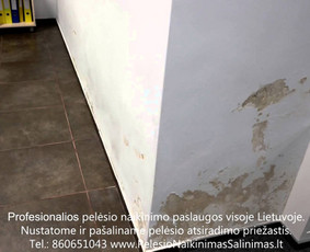 Pelėsio naikinimas-šalinimas nuo sienų, lubų Vilniuje ir Kaune. Priežaščių likvidavimas. Darbus atliekame visoje Lietuvoje! Tel.: +37060651043 