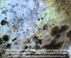 Pelėsio naikinimas-šalinimas nuo sienų, lubų Vilniuje ir Kaune. Priežaščių likvidavimas. Darbus atliekame visoje Lietuvoje! Tel.: +37060651043 