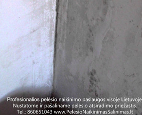 Pelėsio naikinimas-šalinimas nuo sienų, lubų Vilniuje ir Kaune. Priežaščių likvidavimas. Darbus atliekame visoje Lietuvoje! Tel.: +37060651043 