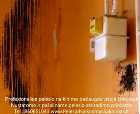 Pelėsio naikinimas-šalinimas nuo sienų, lubų Vilniuje ir Kaune. Priežaščių likvidavimas. Darbus atliekame visoje Lietuvoje! Tel.: +37060651043 