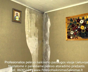 Pelėsio naikinimas-šalinimas nuo sienų, lubų Vilniuje ir Kaune. Priežaščių likvidavimas. Darbus atliekame visoje Lietuvoje! Tel.: +37060651043 