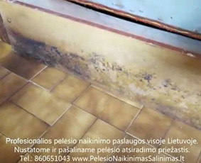 Pelėsio naikinimas-šalinimas nuo sienų, lubų Vilniuje ir Kaune. Priežaščių likvidavimas. Darbus atliekame visoje Lietuvoje! Tel.: +37060651043 