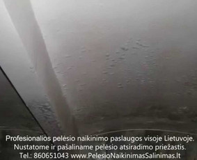 Pelėsio naikinimas-šalinimas nuo sienų, lubų Vilniuje ir Kaune. Priežaščių likvidavimas. Darbus atliekame visoje Lietuvoje! Tel.: +37060651043 