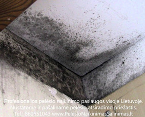 Pelėsio naikinimas-šalinimas nuo sienų, lubų Vilniuje ir Kaune. Priežaščių likvidavimas. Darbus atliekame visoje Lietuvoje! Tel.: +37060651043 