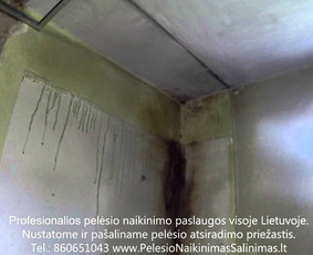 Pelėsio naikinimas-šalinimas nuo sienų, lubų Vilniuje ir Kaune. Priežaščių likvidavimas. Darbus atliekame visoje Lietuvoje! Tel.: +37060651043 