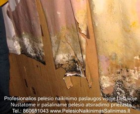 Pelėsio naikinimas-šalinimas nuo sienų Vilniuje ir Kaune. Priežaščių likvidavimas. Darbus atliekame visoje Lietuvoje! Tel.: +37060651043 