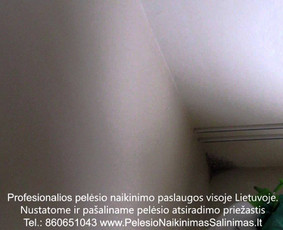 Pelėsio naikinimas-šalinimas nuo sienų Vilniuje ir Kaune. Priežaščių likvidavimas. Darbus atliekame visoje Lietuvoje! Tel.: +37060651043 