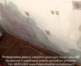 Pelėsio naikinimas-šalinimas nuo sienų, lubų Vilniuje ir Kaune. Priežaščių likvidavimas. Darbus atliekame visoje Lietuvoje! Tel.: +37060651043 