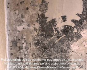 Pelėsio naikinimas-šalinimas nuo sienų Vilniuje ir Kaune. Priežaščių likvidavimas. Darbus atliekame visoje Lietuvoje! Tel.: +37060651043 