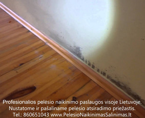 Pelėsio naikinimas-šalinimas nuo sienų, lubų Vilniuje ir Kaune. Priežaščių likvidavimas. Darbus atliekame visoje Lietuvoje! Tel.: +37060651043 