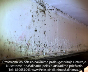 Pelėsio naikinimas-šalinimas nuo sienų, lubų Vilniuje ir Kaune. Priežaščių likvidavimas. Darbus atliekame visoje Lietuvoje! Tel.: +37060651043 