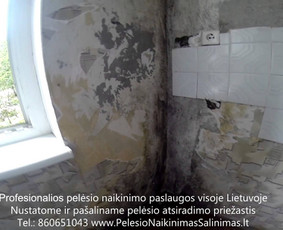 Pelėsio naikinimas-šalinimas nuo sienų, lubų Vilniuje ir Kaune. Priežaščių likvidavimas. Darbus atliekame visoje Lietuvoje! Tel.: +37060651043 