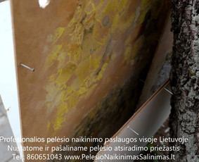 Pelėsio naikinimas-šalinimas nuo sienų, lubų Vilniuje ir Kaune. Priežaščių likvidavimas. Darbus atliekame visoje Lietuvoje! Tel.: +37060651043 