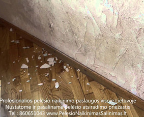 Pelėsio naikinimas-šalinimas nuo sienų, lubų Vilniuje ir Kaune. Priežaščių likvidavimas. Darbus atliekame visoje Lietuvoje! Tel.: +37060651043 