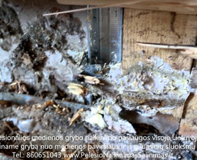 Medžio grybo "Trobagrybio" naikinimas-šalinimas rastineme mediniame names, bei priežaščių šalinimas ir likvidavimas. Darbus atliekame visoje Lietuvoje! Tel.: +37060651043 