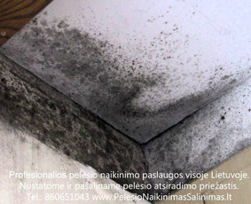 Pelėsio naikinimas-šalinimas nuo sienų, lubų Vilniuje ir Kaune. Priežaščių likvidavimas. Darbus atliekame visoje Lietuvoje! Tel.: +37060651043 