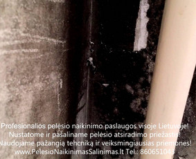 Profesionalios pelesio naikinimo šalinimo paslaugos Kaune. Darbus atliekame visoje Lietuvoje! Tel.: +37060651043 