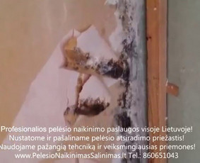 Pelėsio naikinimas-šalinimas Vilniuje po gipso kartonu ir tapetais. Darbus atliekame visoje Lietuvoje! Tel.: +37060651043 