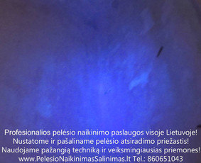 Pelėsio naikinimas-šalinimas bute. Darbus atliekame visoje Lietuvoje! Tel.: +37060651043 