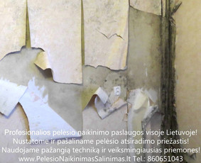 Pelėsio naikinimo šalinimo paslaugos Vilniuje. Darbus atliekame visoje Lietuvoje! Tel.: +37060651043 