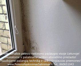 Pelėsio naikinimo šalinimo paslaugos Alytuje. Darbus atliekame visoje Lietuvoje! Tel.: +37060651043 