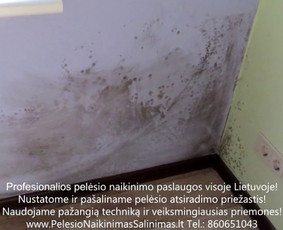 Pelėsio naikinimo šalinimo paslaugos Kaune. Darbus atliekame visoje Lietuvoje! Tel.: +37060651043 