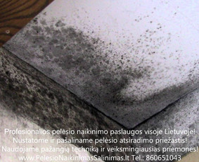 Pelėsio naikinimo šalinimo paslaugos Vilniuje. Darbus atliekame visoje Lietuvoje! Tel.: +37060651043 