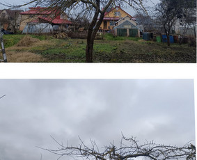 Vaismedžių genėjimas. Dekoratyvių augalų formavimas. / SODO AURA / Darbų pavyzdys ID 3764793