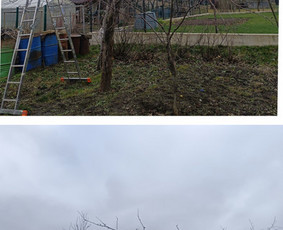 Vaismedžių genėjimas. Dekoratyvių augalų formavimas. / SODO AURA / Darbų pavyzdys ID 3764795