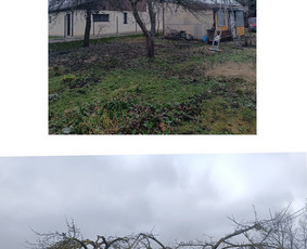 Vaismedžių genėjimas. Dekoratyvių augalų formavimas. / SODO AURA / Darbų pavyzdys ID 3764797