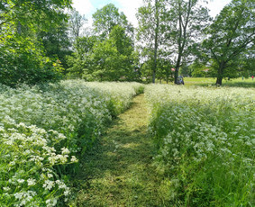 Žolės pjovimas / Pievų mulčiavimas / Frezavimas - Žolės pjovimas - 3 Žolės pjovimas - Žolės pjovimas / Pievų mulčiavimas / Frezavimas - 3