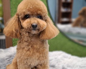 Šunu Kirpykla/ sunu kirpykla/kačių / Albinas Milašius / Darbų pavyzdys ID 3779757