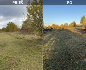 Sklypų tvarkymas: medžių ir krūmų pjovimas su išvežimu. / Albertas Rakuckis / Darbų pavyzdys ID 3780329