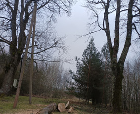 Avarinių medžių pjovimo paslaugos. / Rimas. M.- (Aboristas) / Darbų pavyzdys ID 3780497