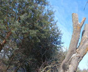 Avarinių medžių pjovimo paslaugos. / Rimas. M.- (Aboristas) / Darbų pavyzdys ID 3780533