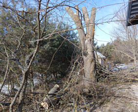 Avarinių medžių pjovimo paslaugos. / Rimas. M.- (Aboristas) / Darbų pavyzdys ID 3780535