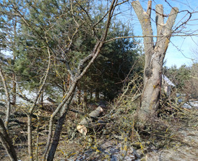 Avarinių medžių pjovimo paslaugos. / Rimas. M.- (Aboristas) / Darbų pavyzdys ID 3780537