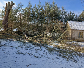 Avarinių medžių pjovimo paslaugos. / Rimas. M.- (Aboristas) / Darbų pavyzdys ID 3780547